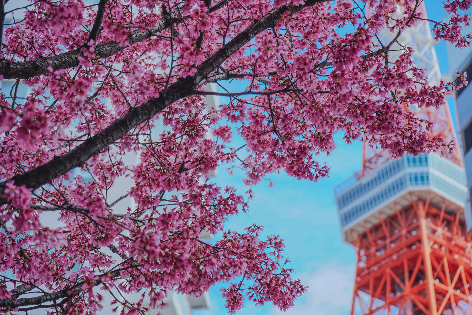 桜と東京タワーの撮影例