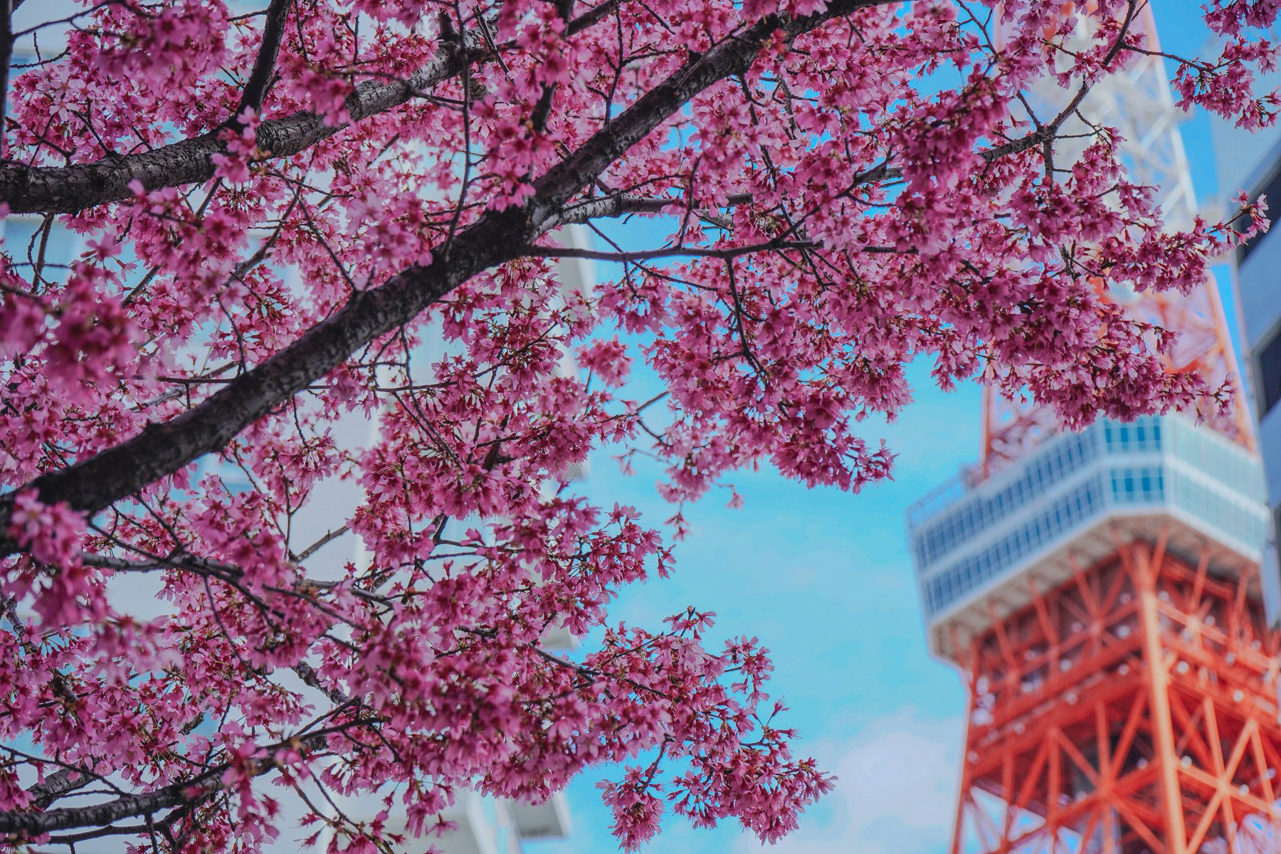 桜と東京タワーの写真サンプル